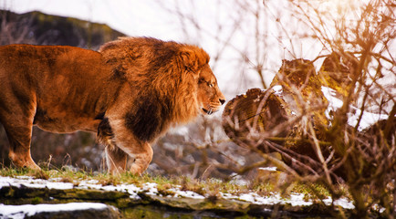 Beautiful Mighty Lion