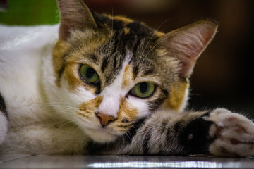 cat with shape green eyes looking into the camera while laying down.