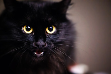 Cute shocked black cat