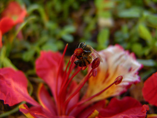 Abeille dans fleur de Flamboyant