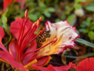 Abeille dans fleur de Flamboyant