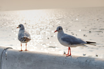 Couple of Seagulls standing on the pier looking out to the sea