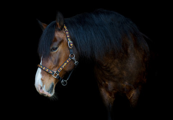 portrait of beautiful old mare horse on black background