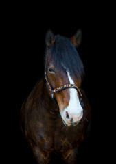 beautiful old mare horse isolated on black background