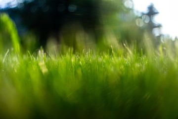 Green grass soft focus macro photo