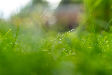 Green grass soft focus macro photo