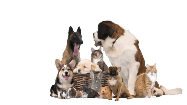 collage of animals on a white background
