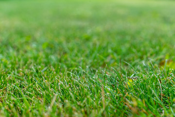 Green grass soft focus macro photo