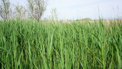 Conjunto de juncos en los aigüamolls de l'Empordà