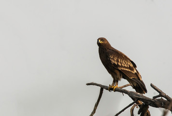 An Indian Spotted Eagle resting on a mound in the middle of a marshy land in Keoladeo National Park in Bharatpur