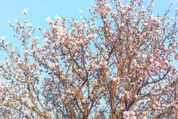 Flowering almond