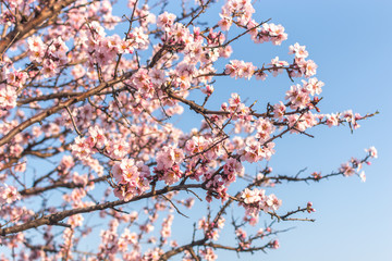 Flowering almond