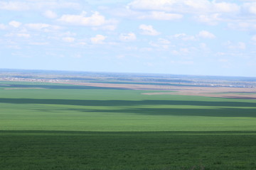 Fototapeta premium Green meadows and pasture.