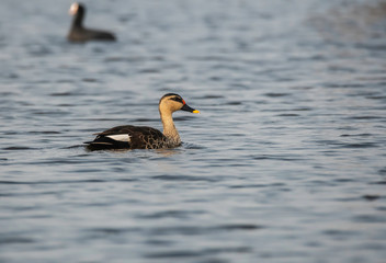 A spot-billed duck swimming in the waters of Keoladeo National Park