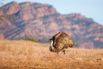 An emu stands along with the Flinders Ranges as it's backdrop. Flinders Ranges National Park, South Australia, Australia.