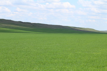 Green meadows and pasture.