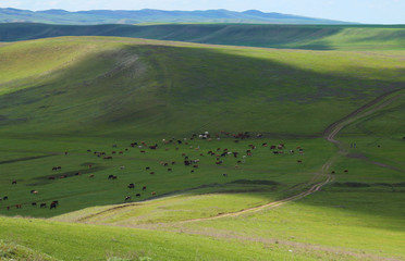 Green meadows and pasture.