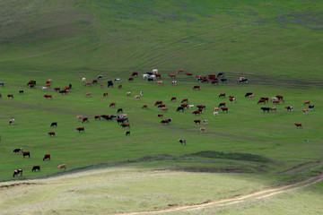 Green meadows and pasture.