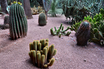 piękny ogród z egzotycznymi kaktusami 