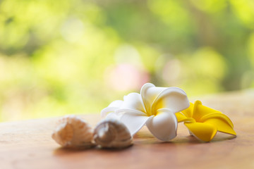 貝がらとプルメリアの花
