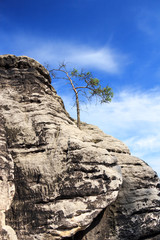 Einsamer Baum im Elbsandsteingebirge