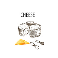 Variety of cheese sorts. Hand drawn illustration of cheese types . Sketch isolated on white and colored vector for menus and shop stickers