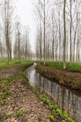 Natural park of the Sile river in Italy