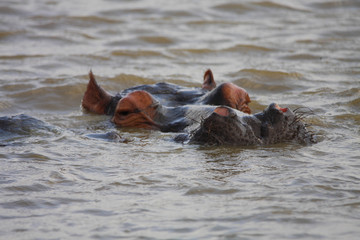 hippopotame