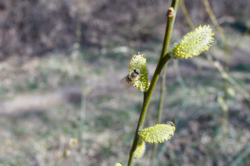 Active work of bees to collect pollen from willow flowers.