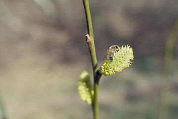 Active work of bees to collect pollen from willow flowers.