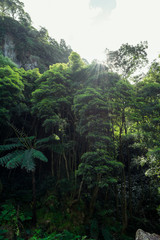 Beautiful tropical rainforest near the hot springs