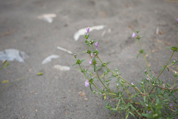 Galeopsis angustifolia