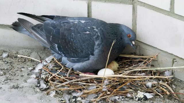 Close-up shot of a pigeon sitting on a nest with one egg and one nestling. 4K