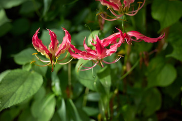 Gloriosa superba