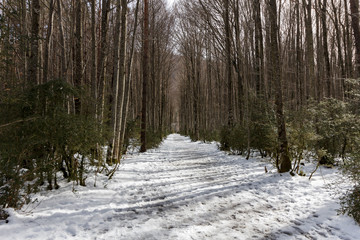 forest in the north of spain