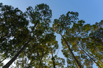 Tree and blue sky