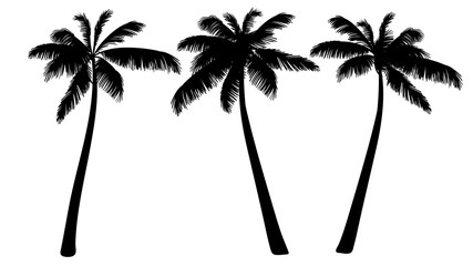 vector illustration of palm trees on white background.Tropical palm silhouette. Black palm tree silhouette. Set of three trees. Vector illustration isolated on white background.  
