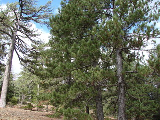 A look from below to high strong evergreen trees on the top of the mountain range, with their forefathers seemingly reaching the blue sky.