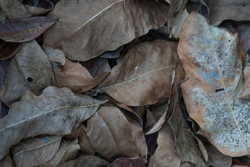 brown dry leaf