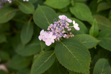 Hydrangea macrophylla sea-foam