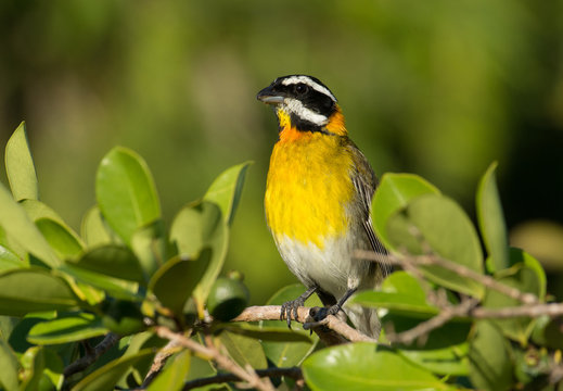 Puerto Rican Spindalis