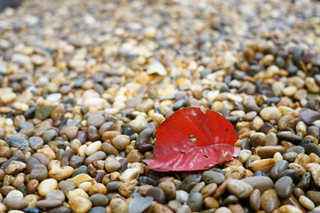 red left on rock