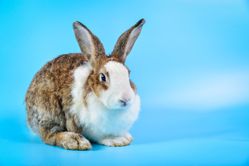 rabbit with brown and white hairs sit on blue background with copy space for text