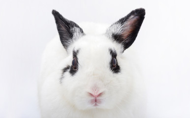 head of white rabbit with black ears on white background