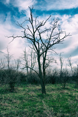 Obraz na płótnie Canvas Bad weather and dead tree.