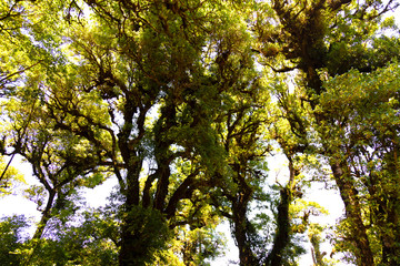 Looking up to the top of the tree Saw the sky behind At Doi Inthanon National Park, Thailand