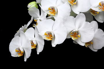 Fototapeta na wymiar White orchids blossom close-up isolated