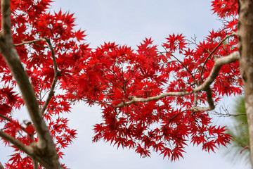 京都ぶらり、尺八池あたりで春の赤もみじ