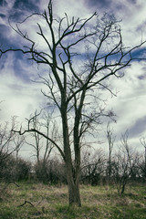 Obraz na płótnie Canvas Bad weather and dead tree.