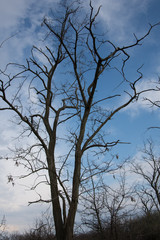 Bad weather and dead tree.